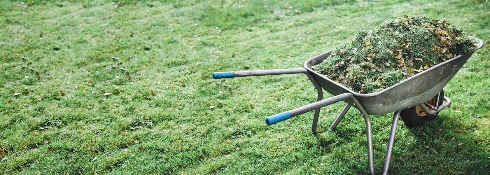 A wheelbarrow full of grass